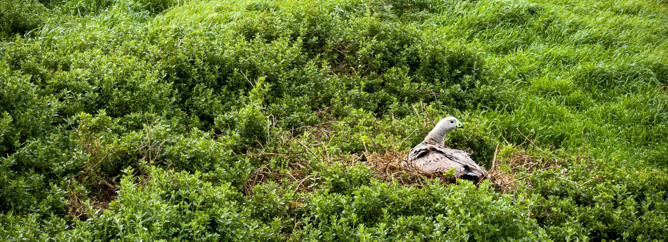 Bird in Cape Barren Wines grounds 